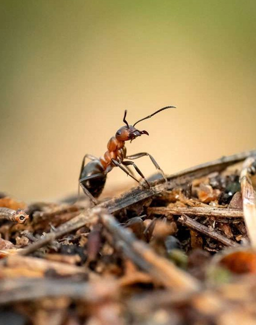 ants-pest-control