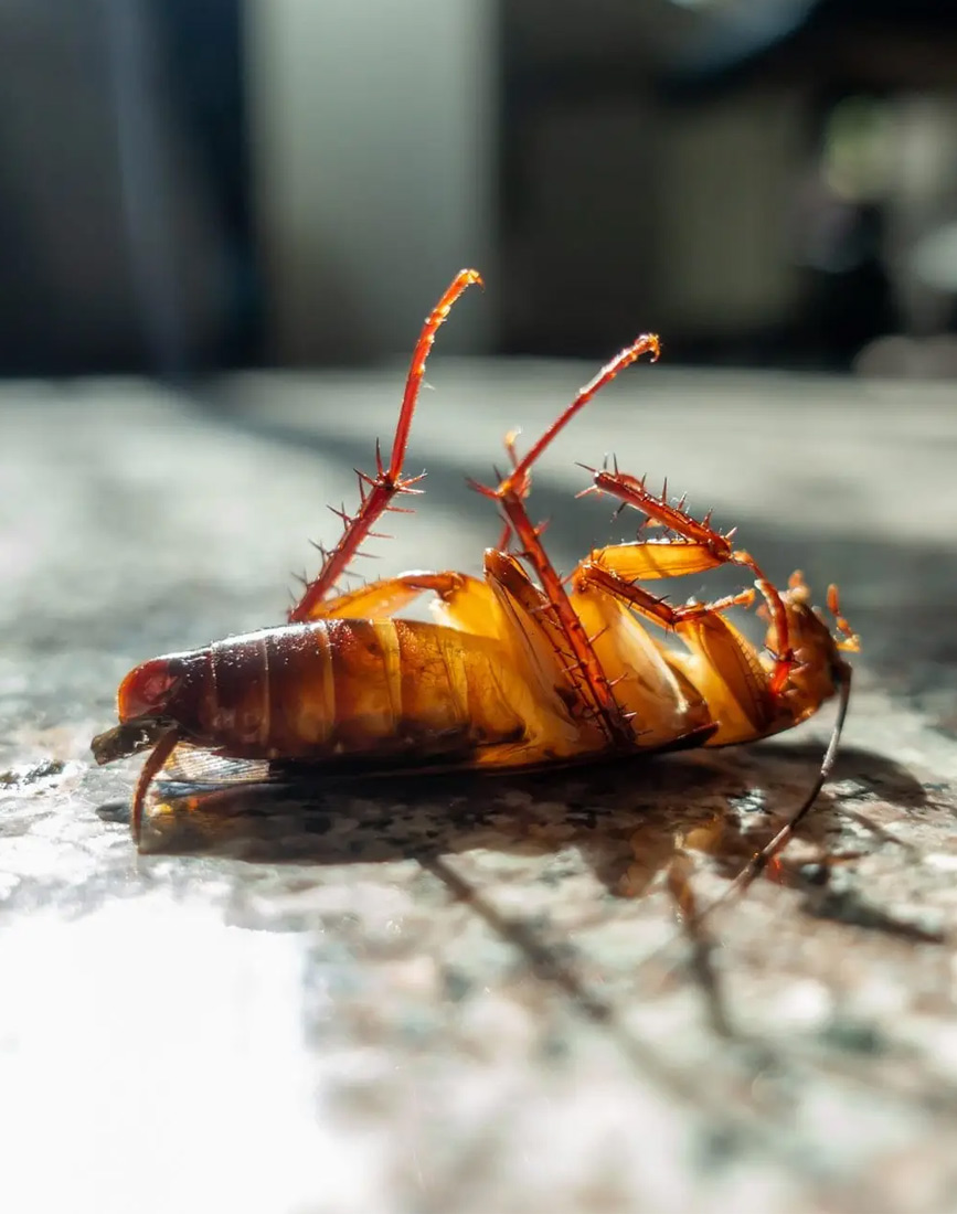 cockroach-control-services
