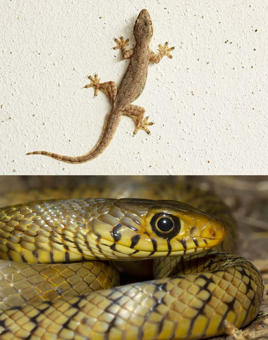 lizerd-and-snake-pest-control-services